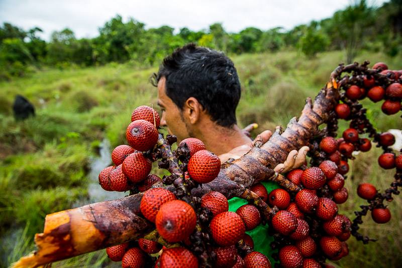Como produzir alimentos, gerar renda e preservar a Amazônia