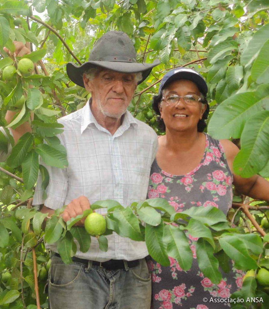 Famílias coletam e plantam frutas no Araguaia